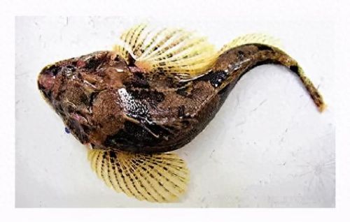 十大土豪鱼排行榜视频播放(雷龙鱼十大禁忌)插图4