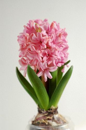 十大药用花排行榜图片及价格(娄娄花的药用价值)插图6