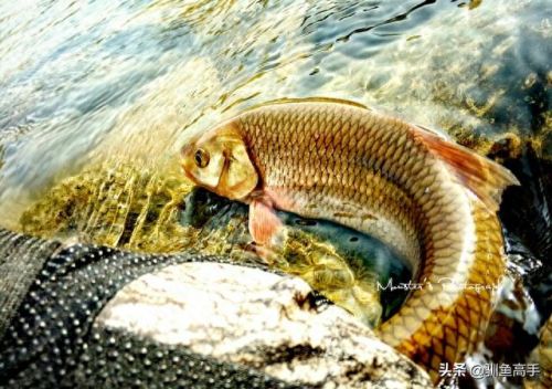 山西钓鱼品种排名前十(山西运城钓鱼的水库)