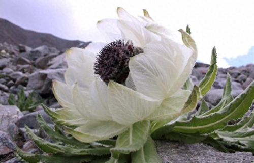 人参药材厂家排名前十(人参类药材价格)插图5 人参药材厂家排名前十(人参类药材价格)插图5