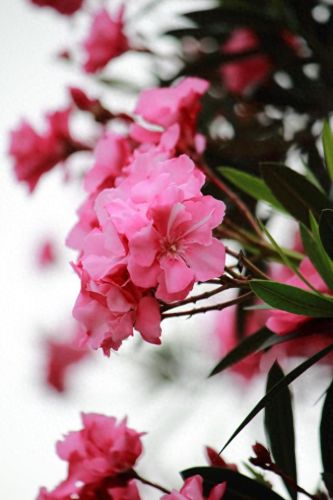 十大药用花排行榜图片及价格(娄娄花的药用价值)插图8