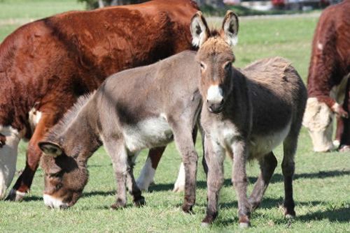 十大不寻常的宠物排行榜(十大宠物上市公司)插图7