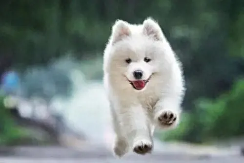 宠物犬名字排行榜前十大(宠物犬排名前十名大全)插图