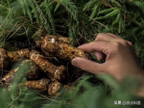 最贵的中餐食材排行榜十大(最贵的食材排行榜前十名)插图2 最贵的中餐食材排行榜十大(最贵的食材排行榜前十名)插图2