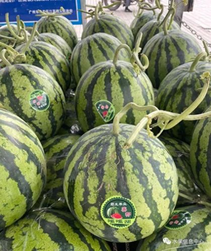 西瓜品种大小十大排行榜(露天西瓜哪个品种好)插图3