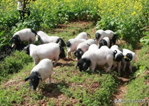 十大珍贵的猪肉排行榜图片(猪肉零食排行榜前十名)插图1