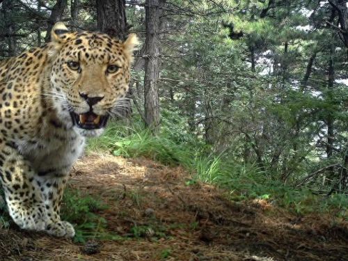 大地最强动物排名前十(大地鹰王)插图14 大地最强动物排名前十(大地鹰王)插图14