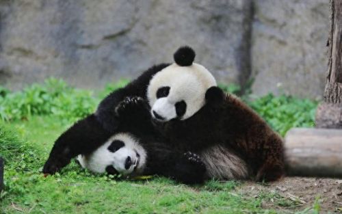 上海游玩景区十大排行榜(上海玩一天去哪里)插图3