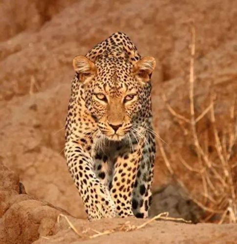 十大巨兽排行榜非洲野狮(以前最厉害的巨狮排行)插图12