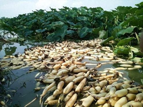 藕早熟品种排名前十(粉藕品种排行榜)插图1