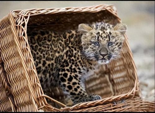 大地最强动物排名前十(大地鹰王)插图11 大地最强动物排名前十(大地鹰王)插图11