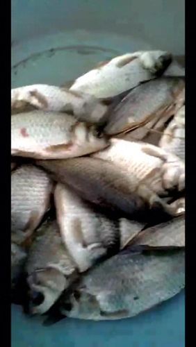 十大杀鱼小药排行榜图片(杀鱼用什么药效果最好)插图