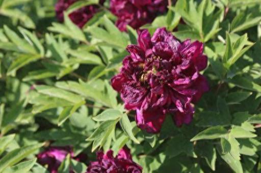 曲阳十大网红排行榜名单(曲阳十大网红是谁)