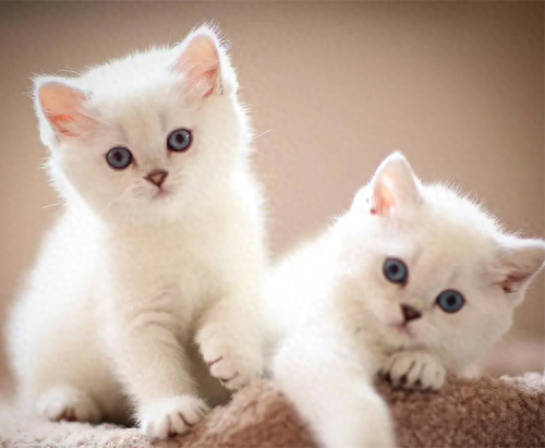 好用蟑螂药排名前十(蟑螂药排名前10)