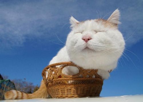 十大网红猫颜色排行榜(盘点十大网红猫品种)插图4