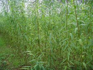 世界绿化速度排名前十(世界上最快的速度排名)插图5 世界绿化速度排名前十(世界上最快的速度排名)插图5