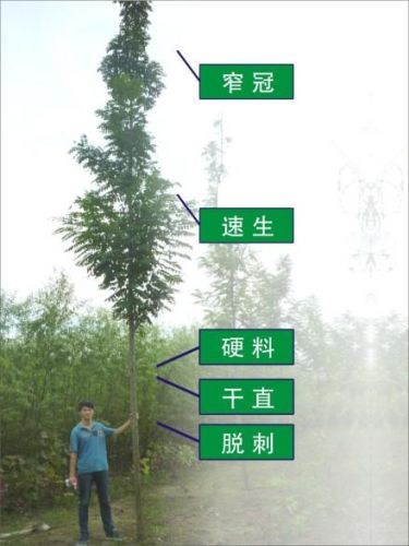 世界绿化速度排名前十(世界上最快的速度排名)插图6 世界绿化速度排名前十(世界上最快的速度排名)插图6