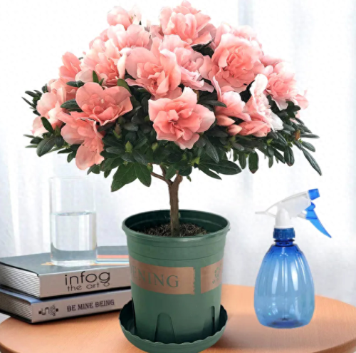 春节摆花卉十大排行榜(春节花卉宣传语)插图