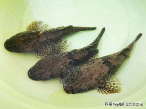 淡水十大好吃鱼排行榜(淡水银鳕鱼是底层鱼吗)插图