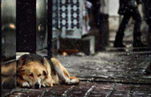 十大不能买的狗狗排行榜(狗狗罐头排行榜前十名)插图