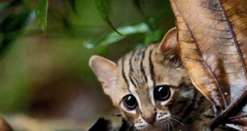 世界十大禁养名猫排行榜(十大名猫和十大禁养名猫)