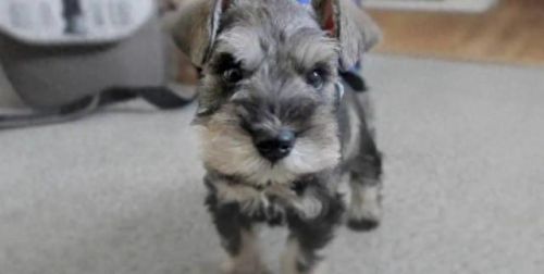 十大最萌的小宠排行榜(十大最萌的仓鼠排行榜)插图6 十大最萌的小宠排行榜(十大最萌的仓鼠排行榜)插图6