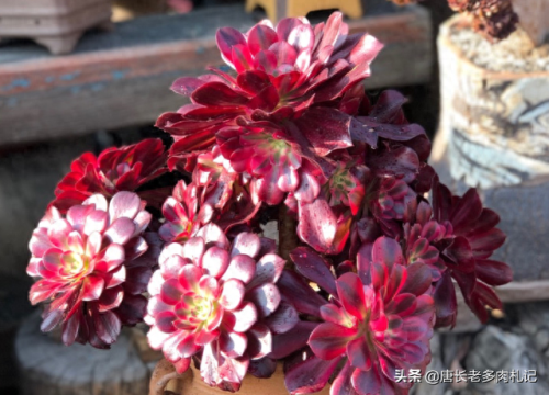 十大最美法师多肉排行榜(多肉法师全锦好养吗)插图3 十大最美法师多肉排行榜(多肉法师全锦好养吗)插图3