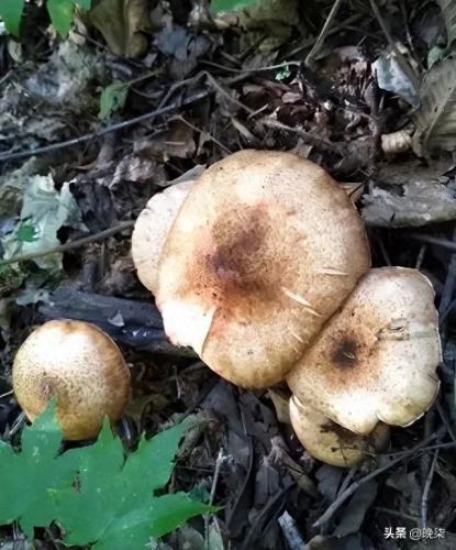 沈阳庄河饭店排名前十(庄河好的饭店有什么)插图1 沈阳庄河饭店排名前十(庄河好的饭店有什么)插图1