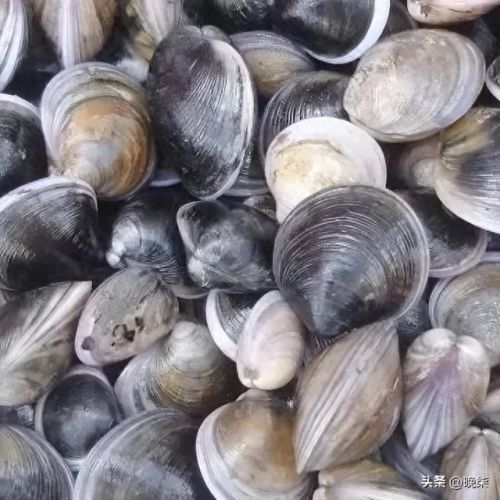 沈阳庄河饭店排名前十(庄河好的饭店有什么)插图15 沈阳庄河饭店排名前十(庄河好的饭店有什么)插图15