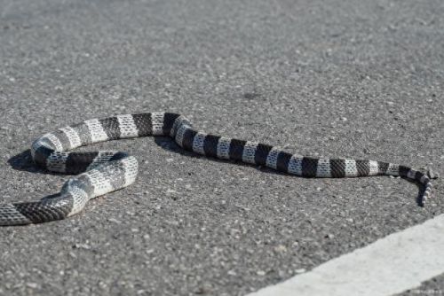 热带雨林十大蛇排行榜(农村十大土蛇)插图