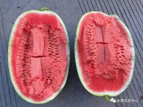 西瓜品种大小十大排行榜(露天西瓜哪个品种好)插图22