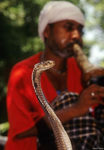 热带雨林十大蛇排行榜(农村十大土蛇)插图1