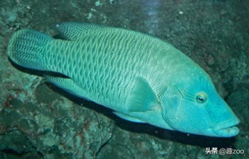 求十大最好吃的鱼排行榜(十大群游最好的鱼)插图15