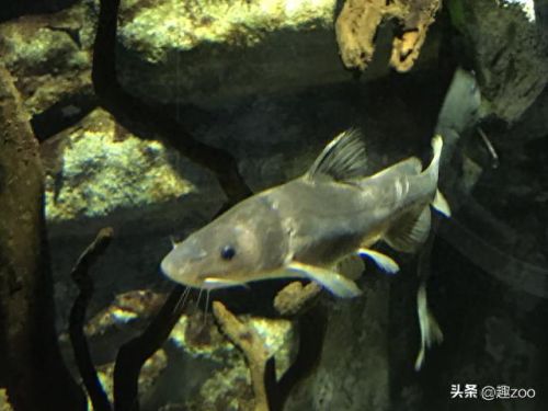 求十大最好吃的鱼排行榜(十大群游最好的鱼)插图8