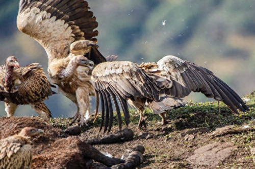 十大凶鸟实力排行榜(上古神话十大凶兽)插图 十大凶鸟实力排行榜(上古神话十大凶兽)插图