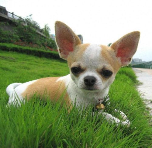 十大最幸运的狗品种排行榜(最厉害的狗的品种排名)插图2 十大最幸运的狗品种排行榜(最厉害的狗的品种排名)插图2