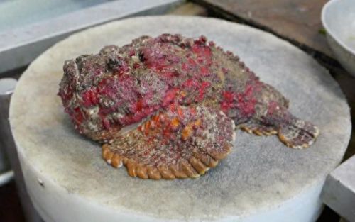 十大入侵淡水鱼类排行榜(鱼类大全看图识鱼淡水)插图3 十大入侵淡水鱼类排行榜(鱼类大全看图识鱼淡水)插图3