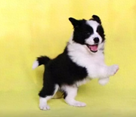 十大最喜欢养的狗狗排行榜(比较推荐养的十大狗狗)