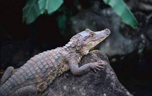 十大不寻常的宠物排行榜(十大宠物上市公司)插图6