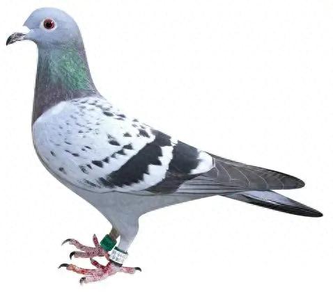 小信鸽品种十大排行榜(信鸽排名前十名品种)插图3