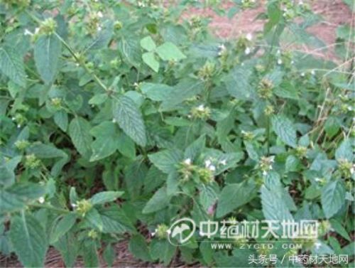 全球薄荷产量排名前十(薄荷全世界一年产量有多少)插图7