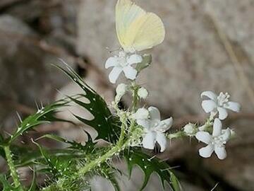 世界上十大剧毒植物排行榜(能通过皮肤吸收的剧毒)