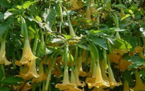 世界上十大剧毒植物排行榜(能通过皮肤吸收的剧毒)插图5