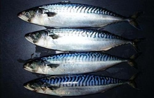 十大土豪鱼排行榜最新视频(雷龙鱼十大禁忌)插图9