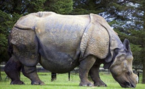 世界动物数量排名前十(世界上最可爱的动物排名第一是谁)插图8