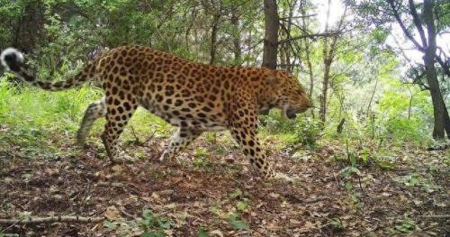 大地最强动物排名前十(大地鹰王)插图3 大地最强动物排名前十(大地鹰王)插图3