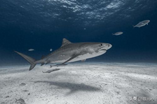 世界最强的十大鲨鱼排行榜(十大温柔的鲨鱼)插图2