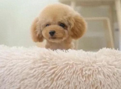 狗狗土狗寿命十大排行榜(土狗为什么寿命这么长)插图4 狗狗土狗寿命十大排行榜(土狗为什么寿命这么长)插图4