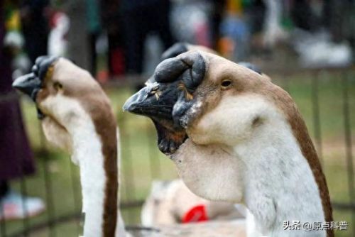 最贵的中餐食材排行榜十大(最贵的食材排行榜前十名)插图14 最贵的中餐食材排行榜十大(最贵的食材排行榜前十名)插图14