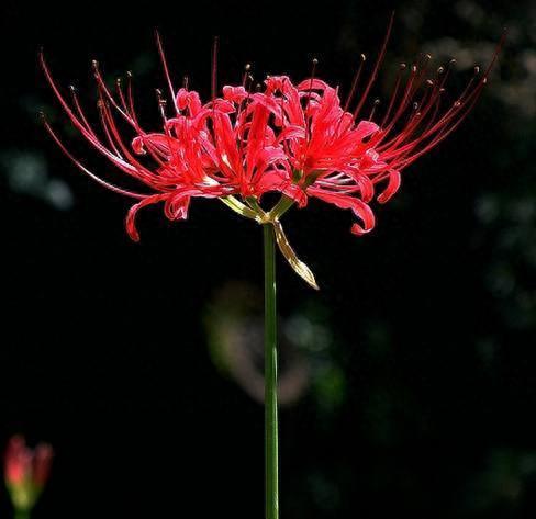 十大药用花排行榜图片及价格(娄娄花的药用价值)插图1